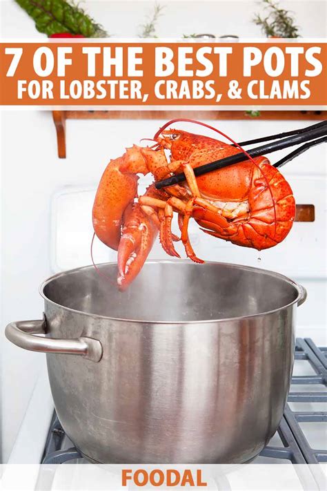 lobster potn|7 of the Best Pots for Cooking Lobster, Crab, and Clams.